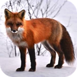 fox wallpapers android application logo